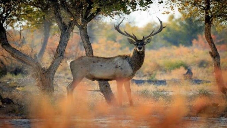 БАДАЙ ТОҒАЙ МӘМЛЕКЕТЛИК ҚОРЫҚХАНАСЫ БАДАЙ ТОҒАЙ МӘМЛЕКЕТЛИК ҚОРЫҚХАНАСЫ